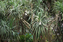 Pandanus fascicularis